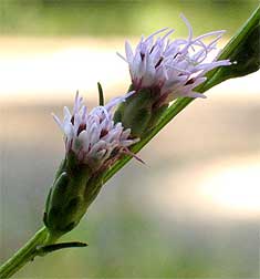 flower heads