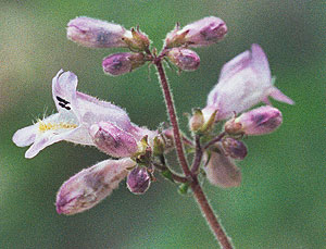 closeup of the flwoers