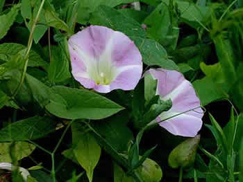 the common color
