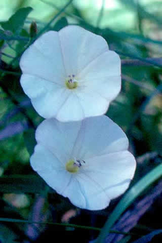 white flowers not typical