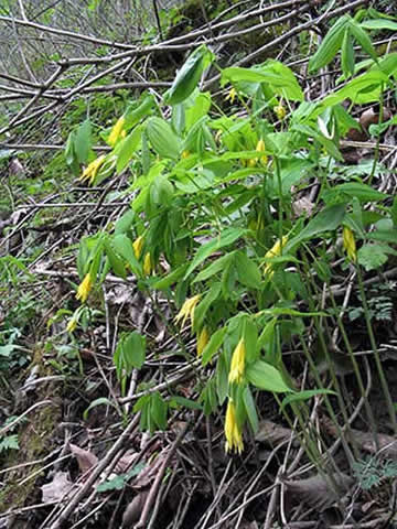 typical flower clump
