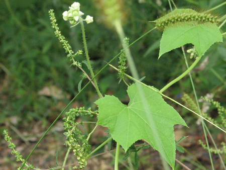 entire vine plant