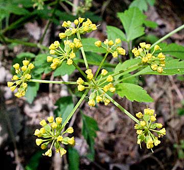 the flower umbel