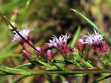 flowers on one side of stem