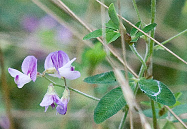 small plant and tiny flowers