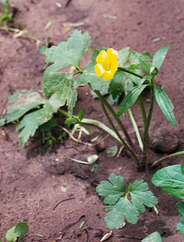 small plant, bright color