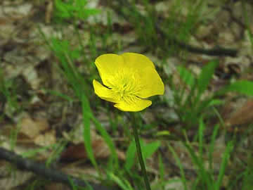 closeup