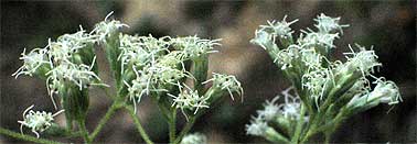 closeup of flower head