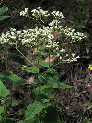 leaves have stems