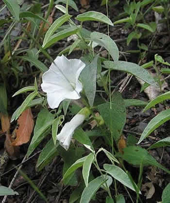 entire plant