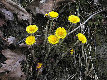 flowers before leaves