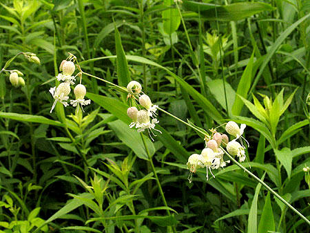flowers along a stem