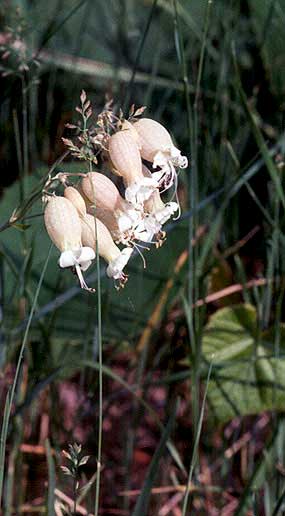 distintive flowers