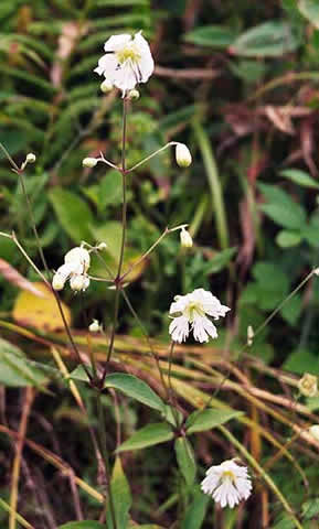 entire plant