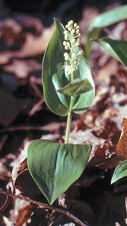 note small plant and flowers