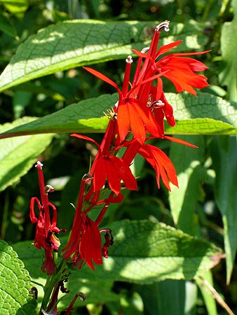 another view of flowers