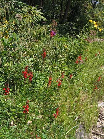clustered on a stream bank