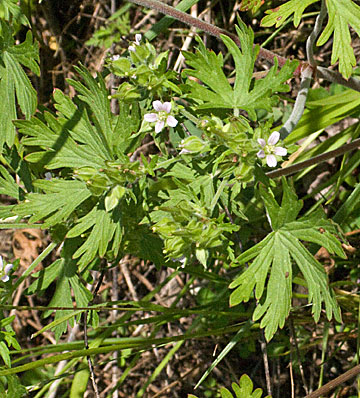 flowers and stem leaves