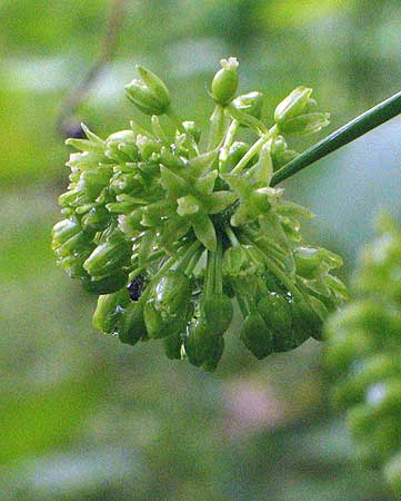closeup of the flower head