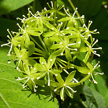 the male flowers