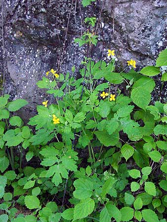 entire plant is shady place