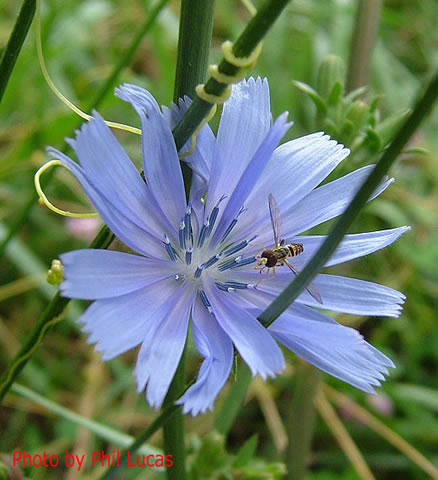 normal color of the flower