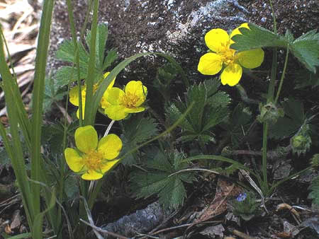 small cloroful plant
