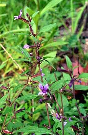 leaves and flowers