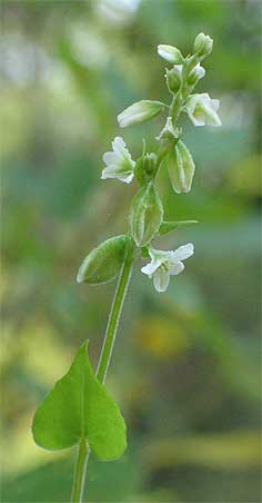 very tiny flowers