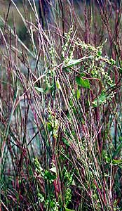an intertwining vine