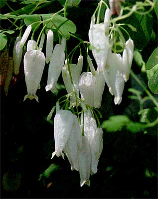 closeup of flowers