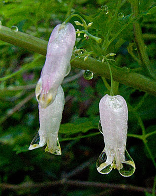 flowers up close