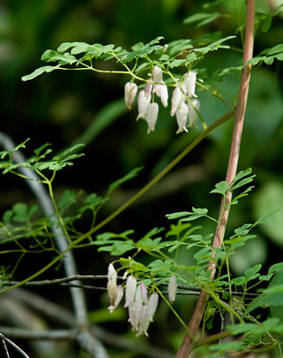 vine leaves and flowers