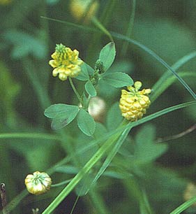 the entire small plant