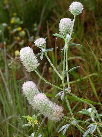 looks like a rabbit's foot