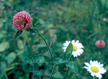 characteristic flower head