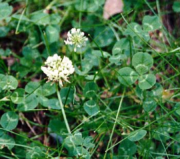 entire plant