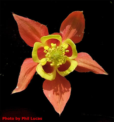 up the throat of the flower
