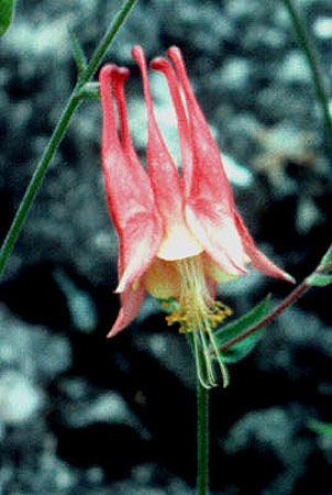 nodding flowers