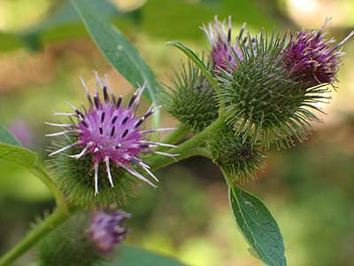 flower heads