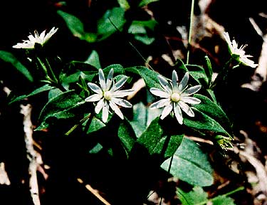 small white flowers