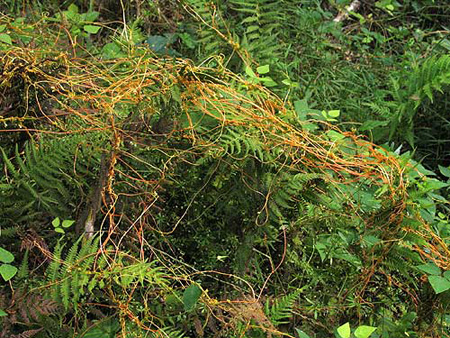 orange vines strangle