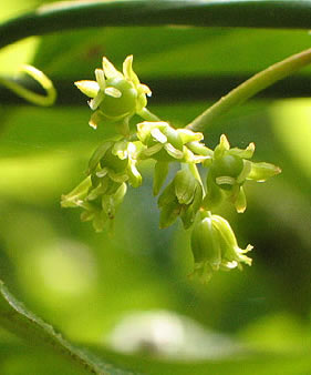 flower closeup