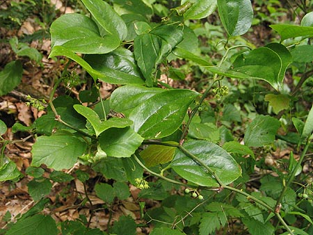 thorny vine