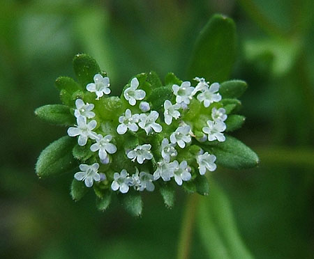 flower closeup