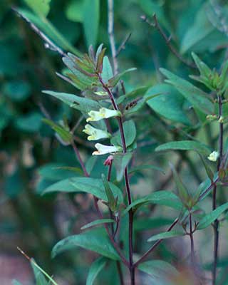 flowers on one side of stem