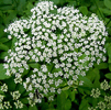 a closer look at the umbel