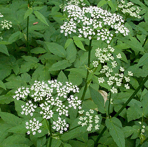 leaves and flower umbels