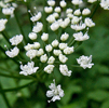 closer look at the flowers