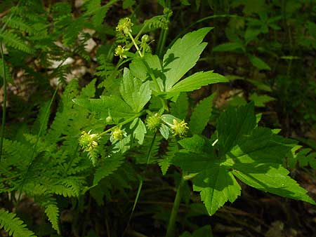 entire plant